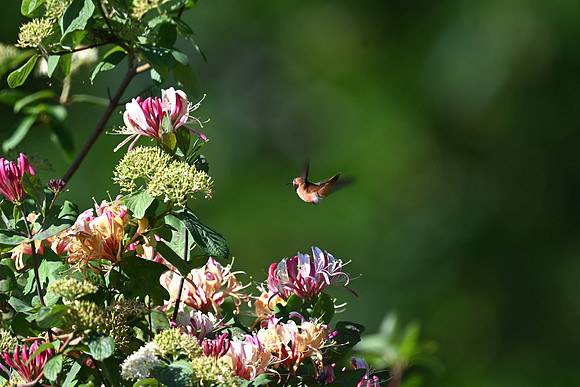 Rufous Hummingbird