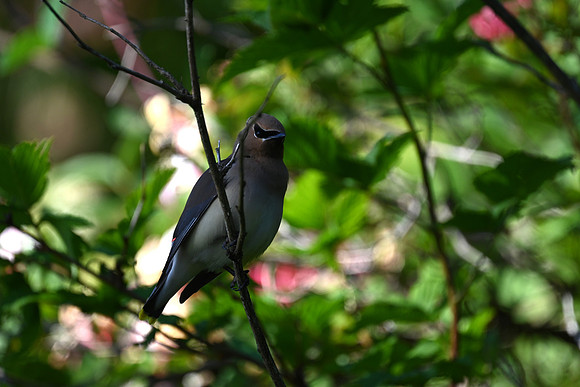 Cedar Waxwing 2