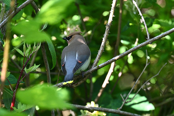 Cedar Waxwing 4