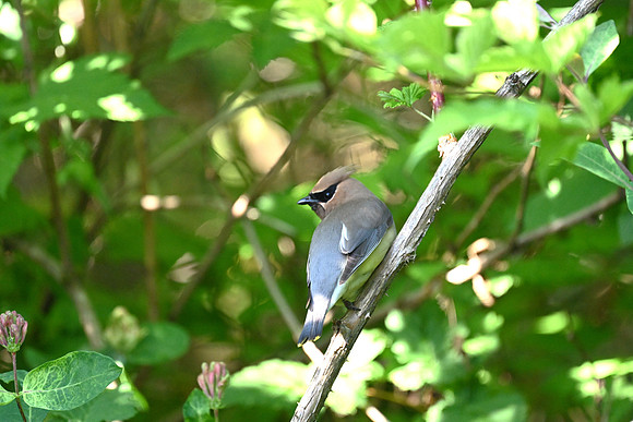 Cedar Waxwing
