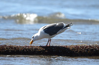 Glaucous-winged Gull