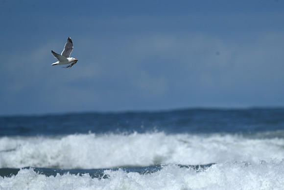 Western Gull collecting nest materials