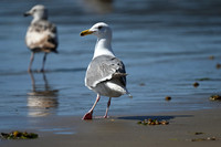 Glaucous-winged Gull