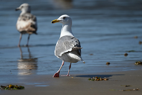 Glaucous-winged Gull