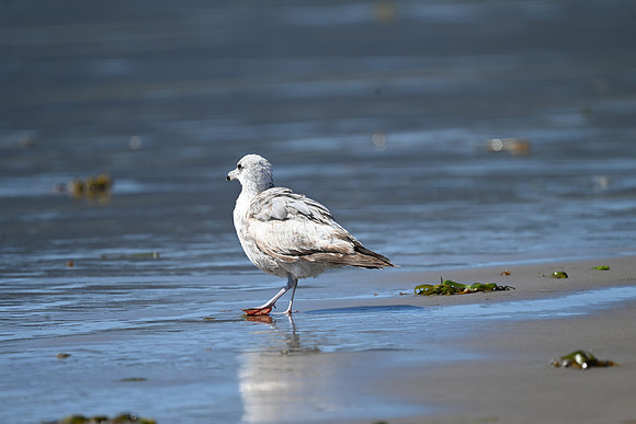 Ring-billed Gull
