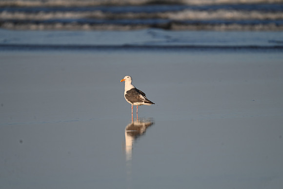 Western Gull