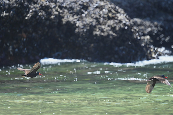 Oystercatchers