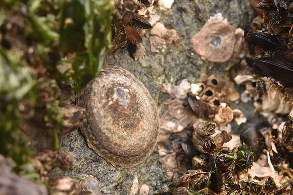 Mask Limpet