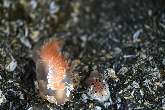 White-lined Dirona & Leopard Dorid