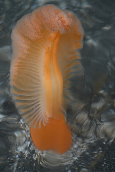 Sea Pen EW 4