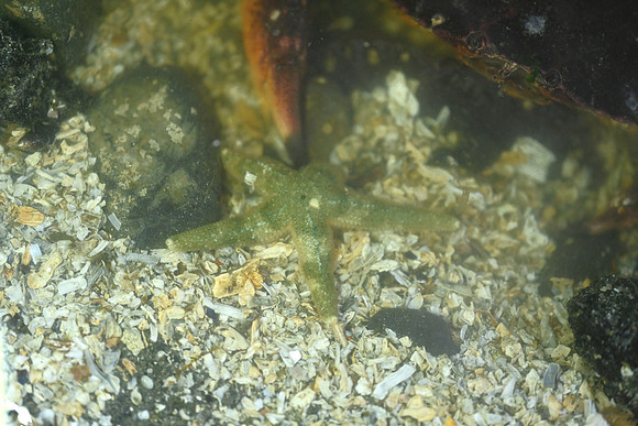 Crab & Mottled Star