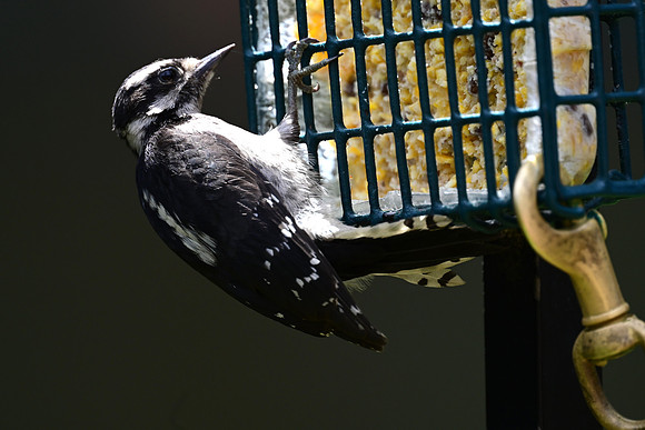 Juvenile femal Downy Woodpecker