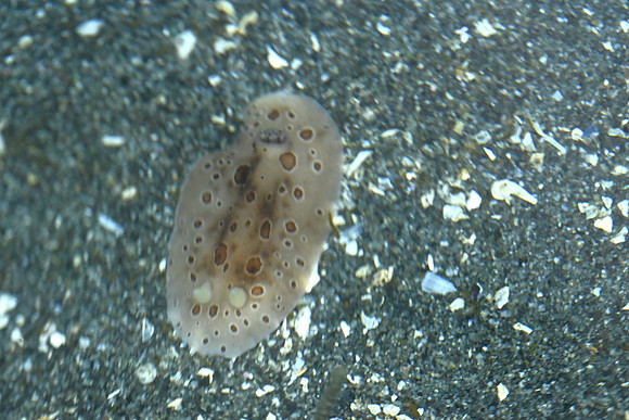 Leopard Dorid