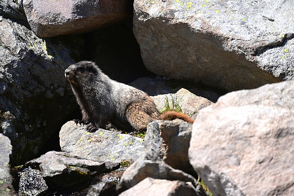 Marmot