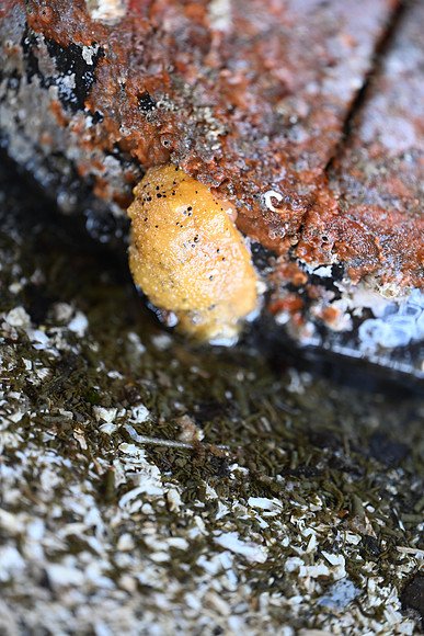 Noble sea Lemon