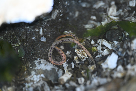 Leafy Paddleworm