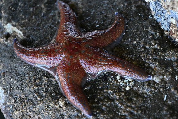 Leather Star