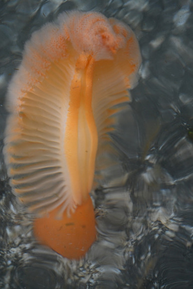 Sea Pen EW 1