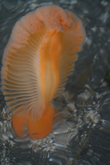 Sea Pen EW 2