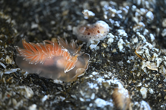 White-lined Dirona