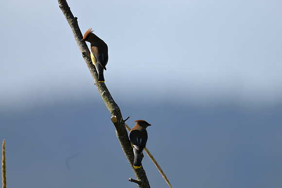 Cedar waxwings