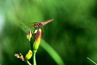 Autumn Meadowhawk