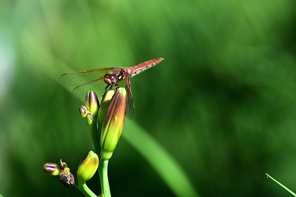 Autumn Meadowhawk