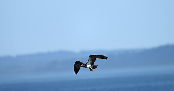 Osprey 2