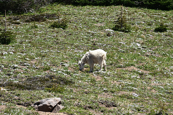 Mountain Goat