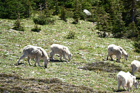 Mountain Goats EW 4