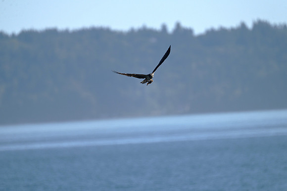 Osprey