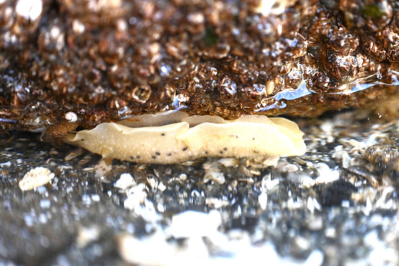Heath's Dorid
