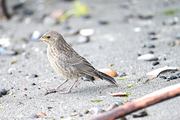 Juvenile Cowbird