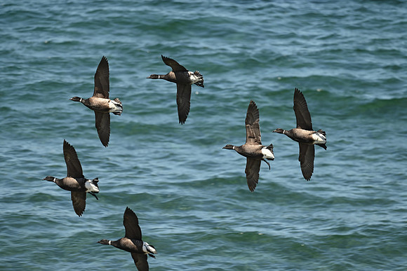Brants in Flight