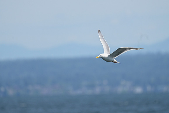 Gull 3