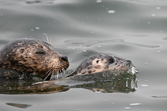 Harbor Seal with Pup EW 2