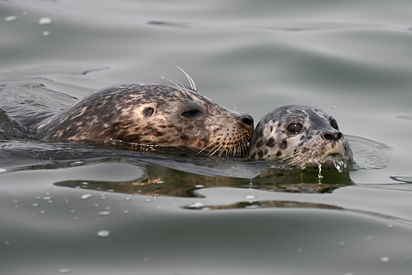 Harbor Seal pup with mom 3
