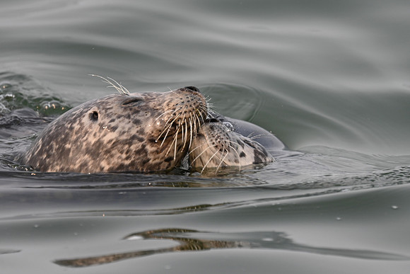 Harbor seal with Pup EW 4