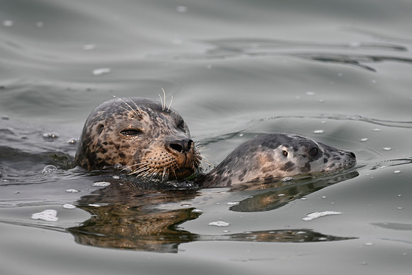 Harbor seal with new Pup 2