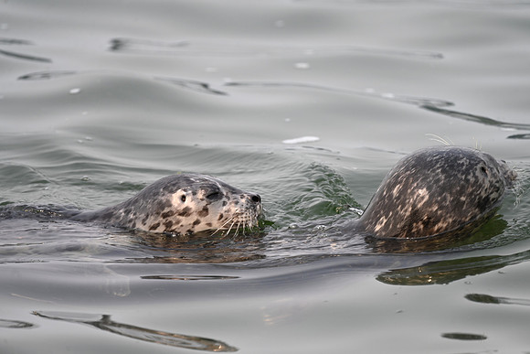 Seal Pup catching a ride on mom