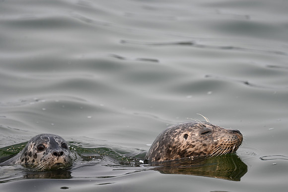 Harbor Seal with Pup