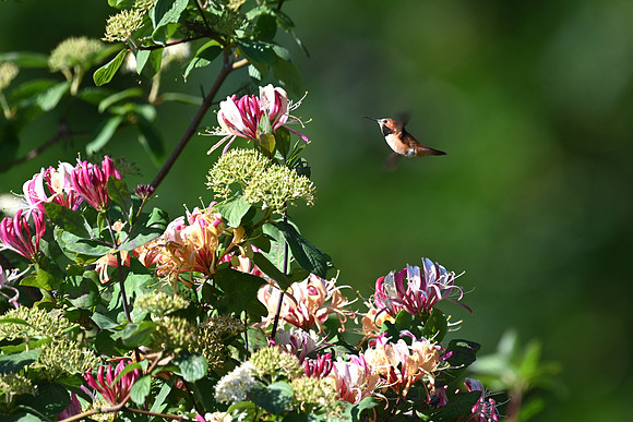 Rufous in the Garden