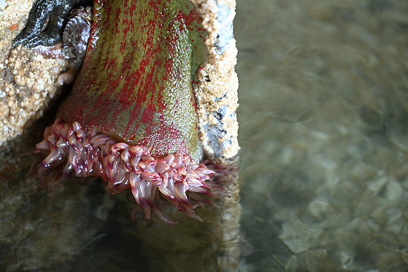 Painted anemone