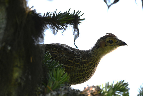 Baby Grouse in a Subalpine Fir