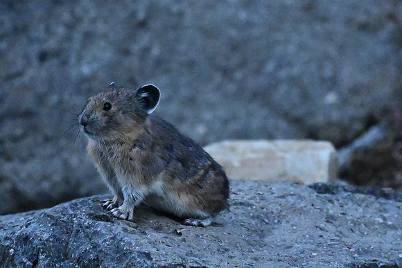 Pika