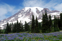 8-20-12 MR 124 Lupine Field and Mountain Version 1