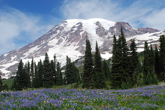 8-20-12 MR 124 Lupine Field and Mountain Version 1