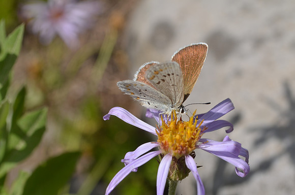 Annas Blue 020