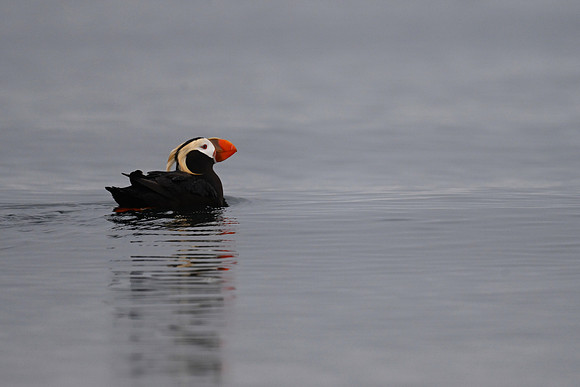 Tufted Puffin 2