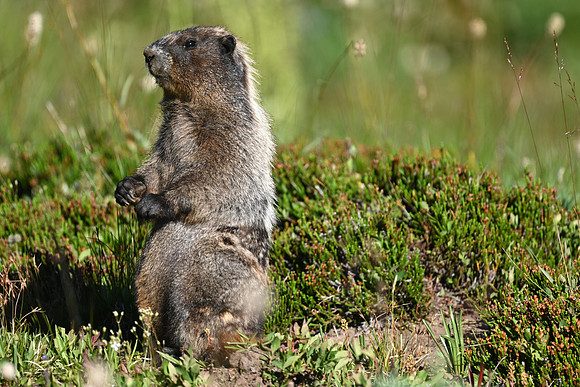 Marmot